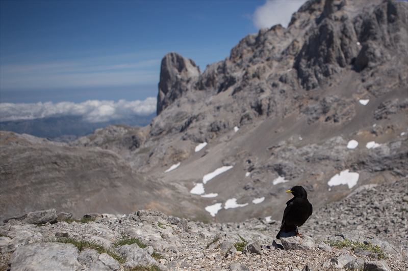alpenkauwtje bij Horcados Rojos, met op achtergrond Pico Urriellu (foto op 2.353 m)